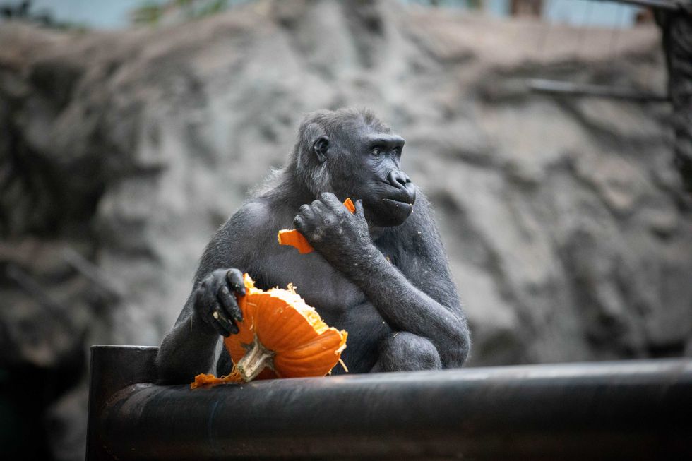 10 year old Gorilla Arami to begin a family of her own at Zoo Atlanta