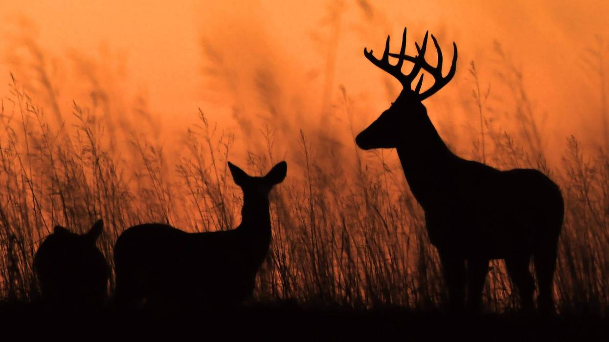 Teenage deer hunters may soon be allowed in Erie County