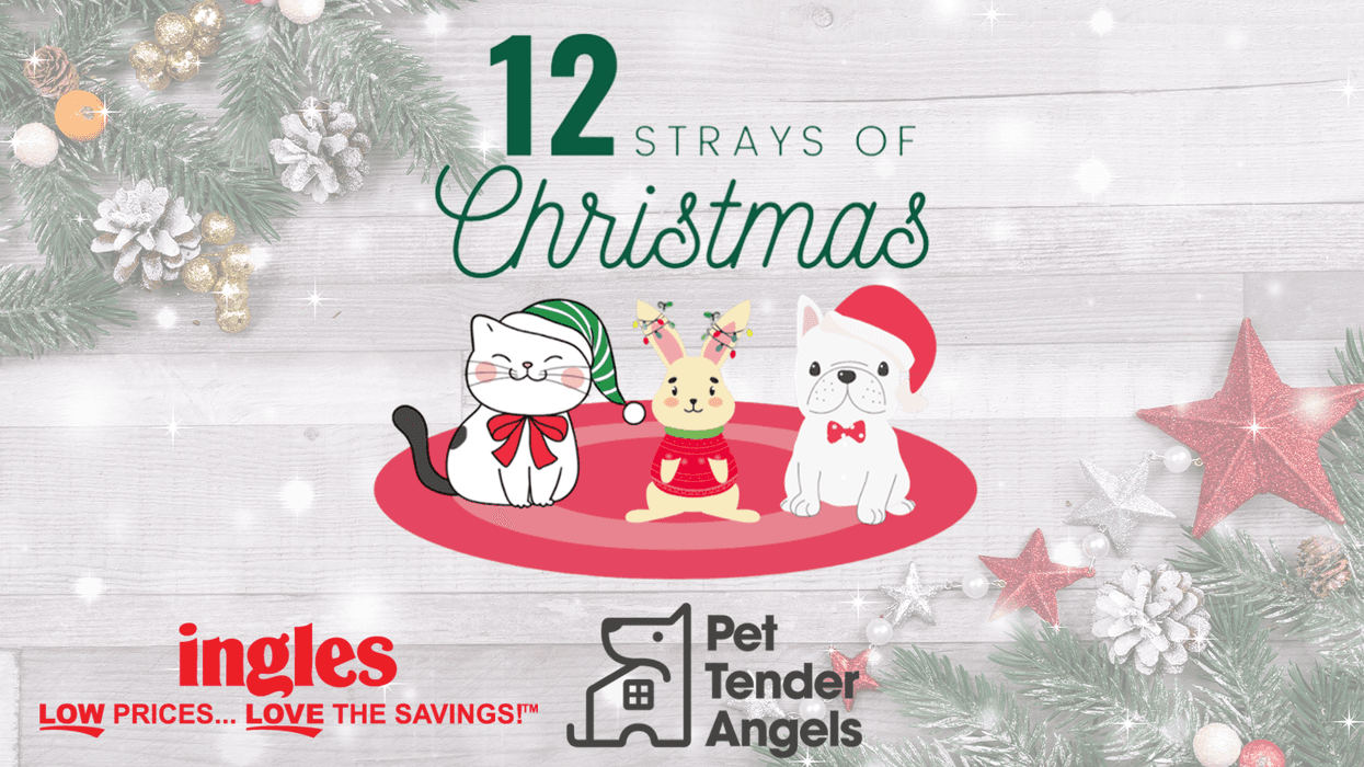 12 Strays of Christmas
