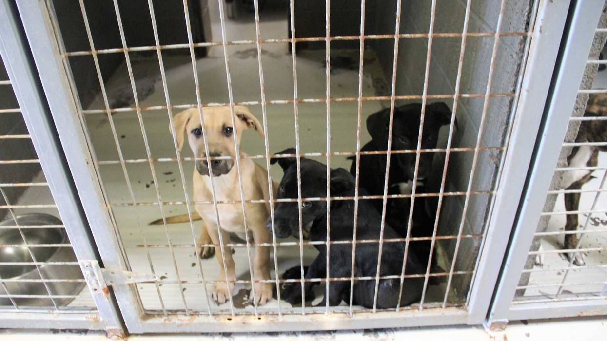 12 Year Old Hannah Gibson-Hermitage, PA Raising Money For Strays