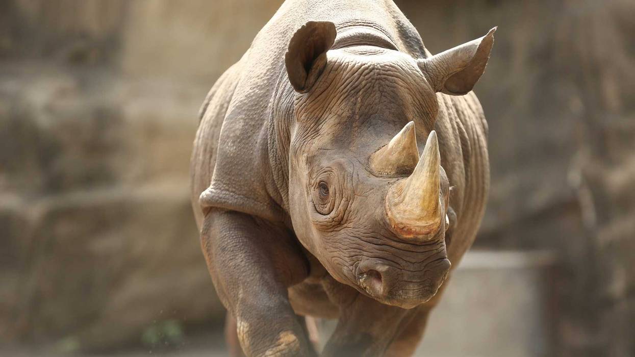 13-year-old female eastern black rhinoceros Kapuki