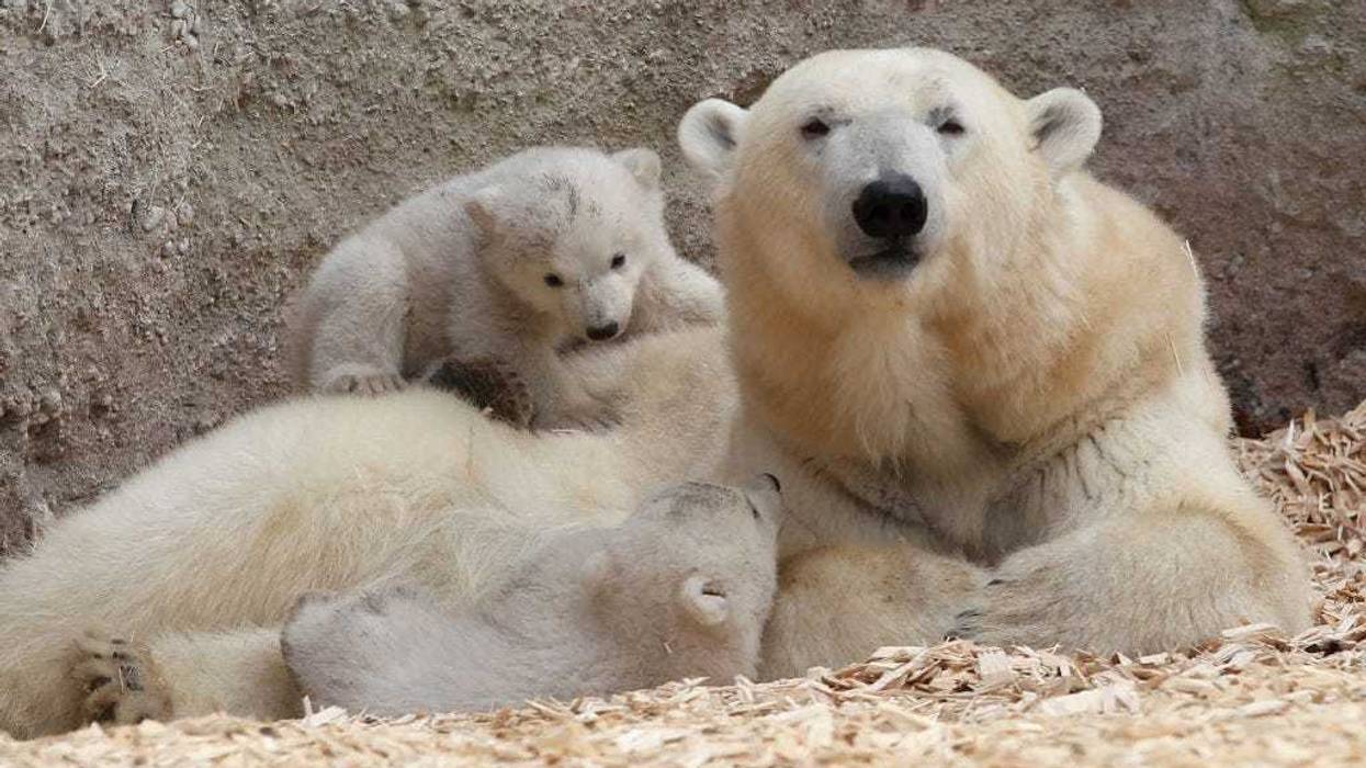 14 week-old twin polar bear cubs play next to their mother at a Munich zoo.