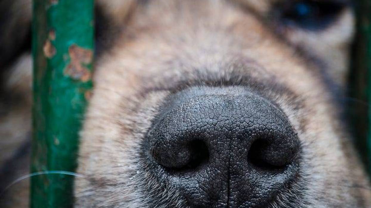 160 dogs were taken off a property in Northern Michigan