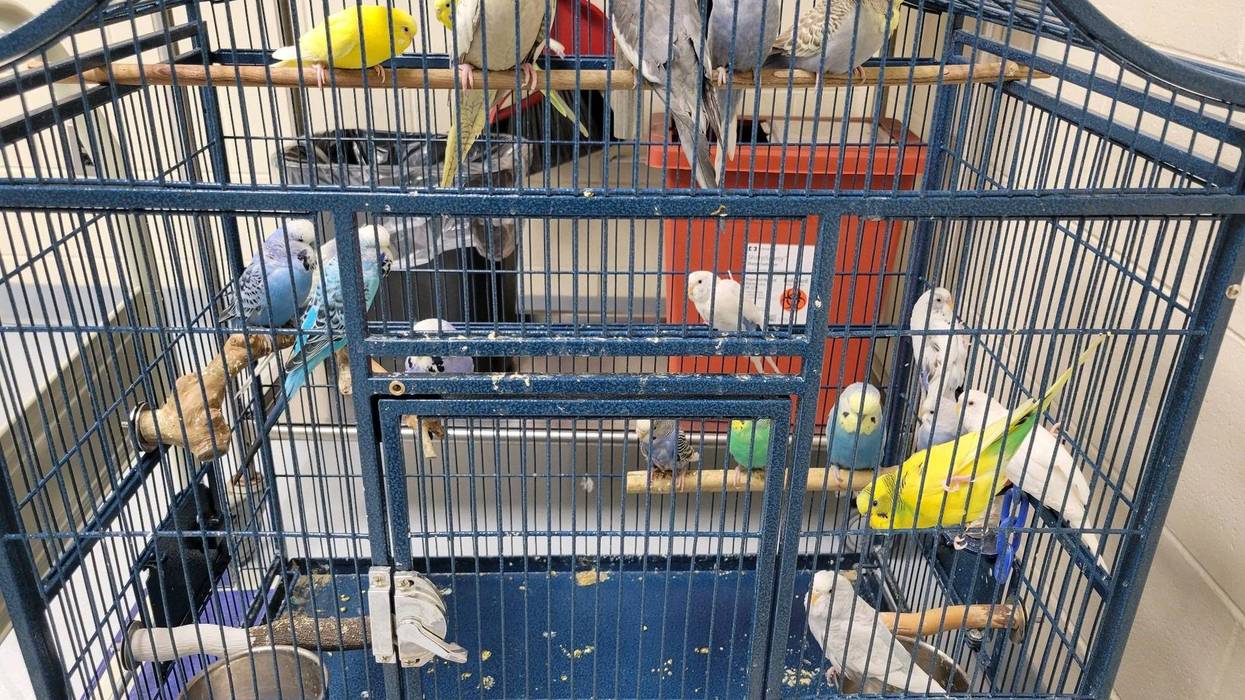19 birds left in metal cage at Humane Society of Huron Valley
