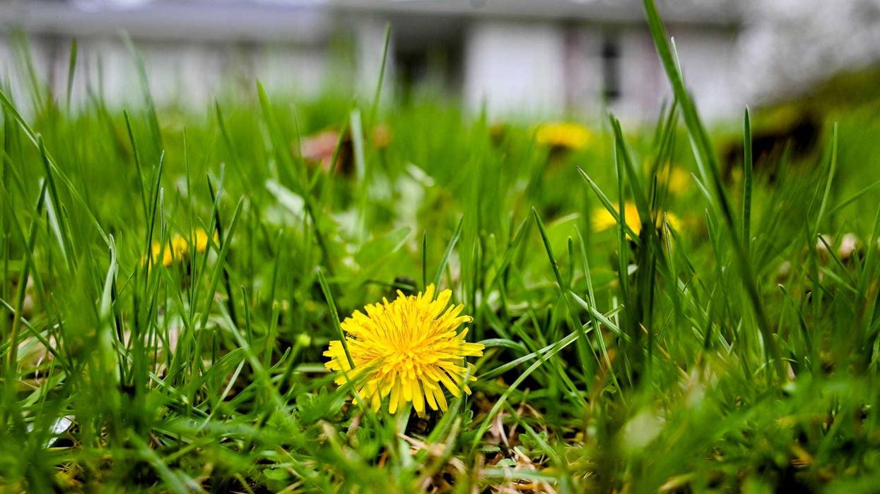 2 Men In Toledo Are Mowing Overgrown Yards For Free