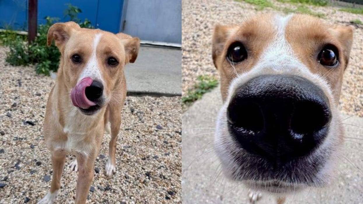 2 photos of Golden dog with 1 close up of their nose