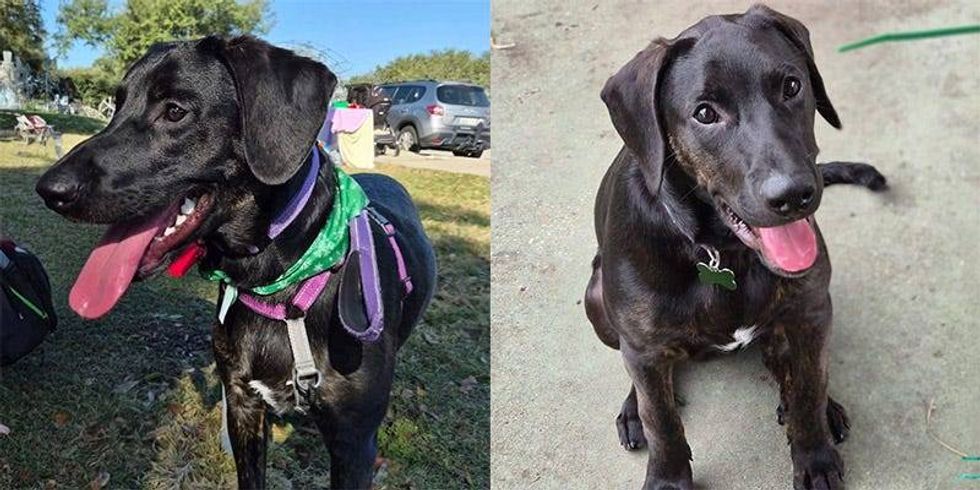2 pics of black dog