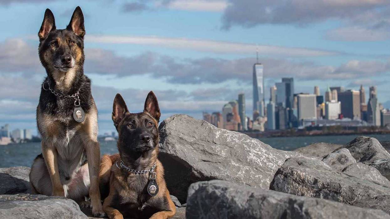 2 Police Dog Stars of NYPD Foundation K9 and Friends Calendar