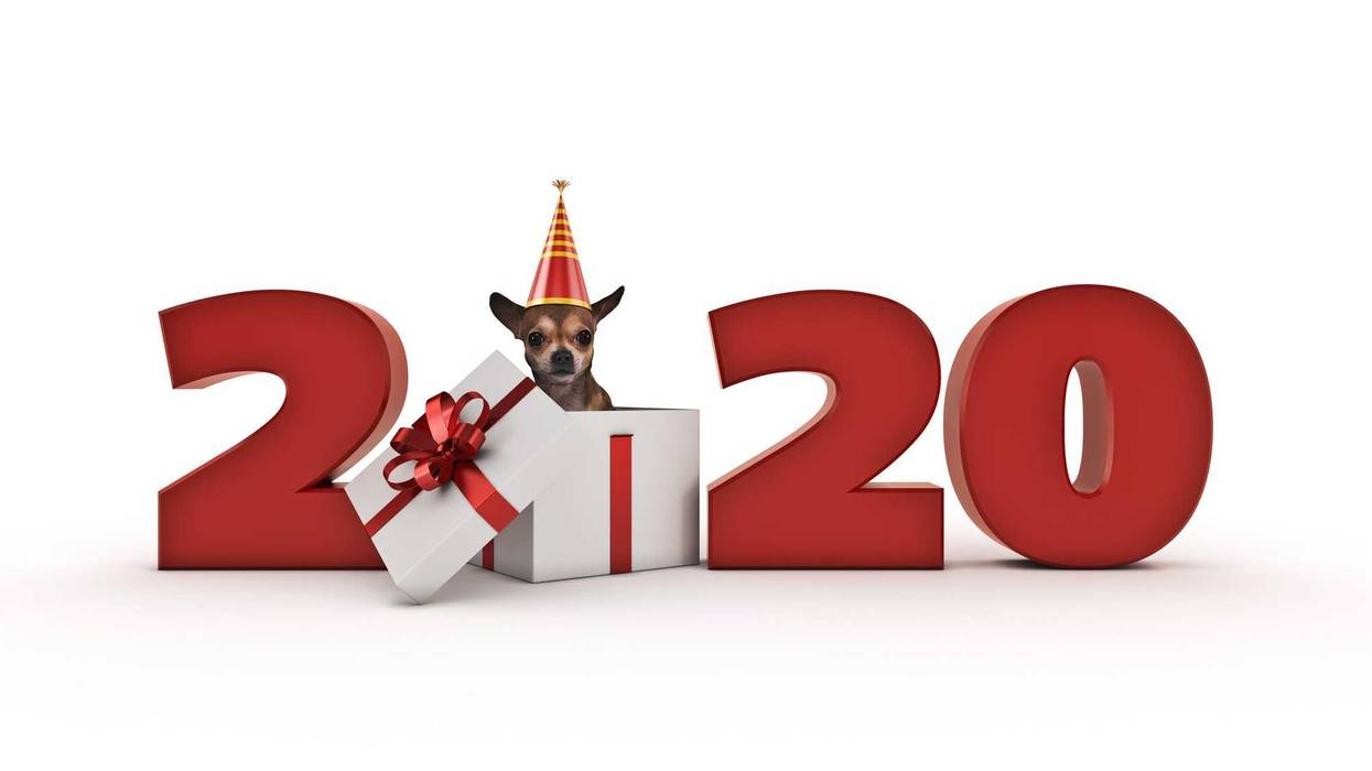 2020-dog-GettyImages-1166709545.jpg