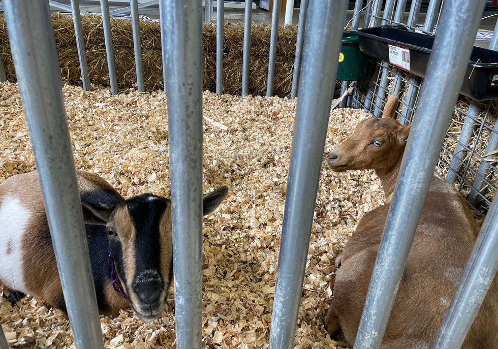 2022 Erie County Fair