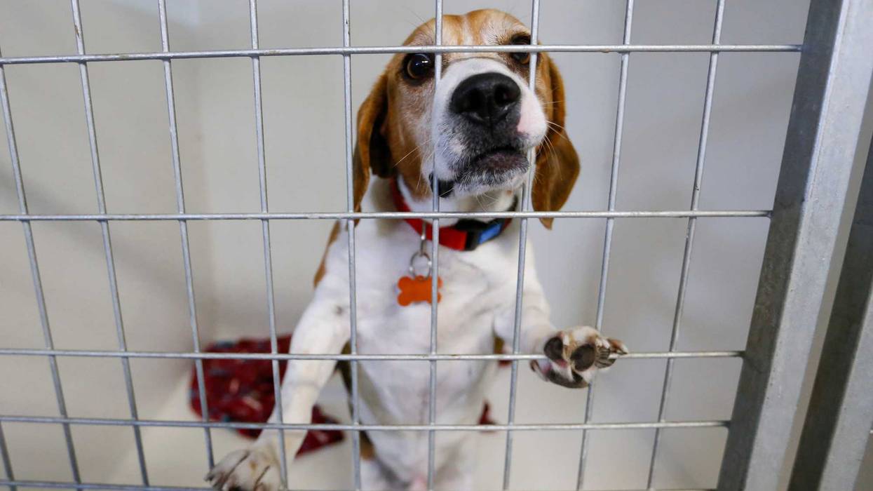 27 Beagles Arrive At Friendship APL From Lakewood