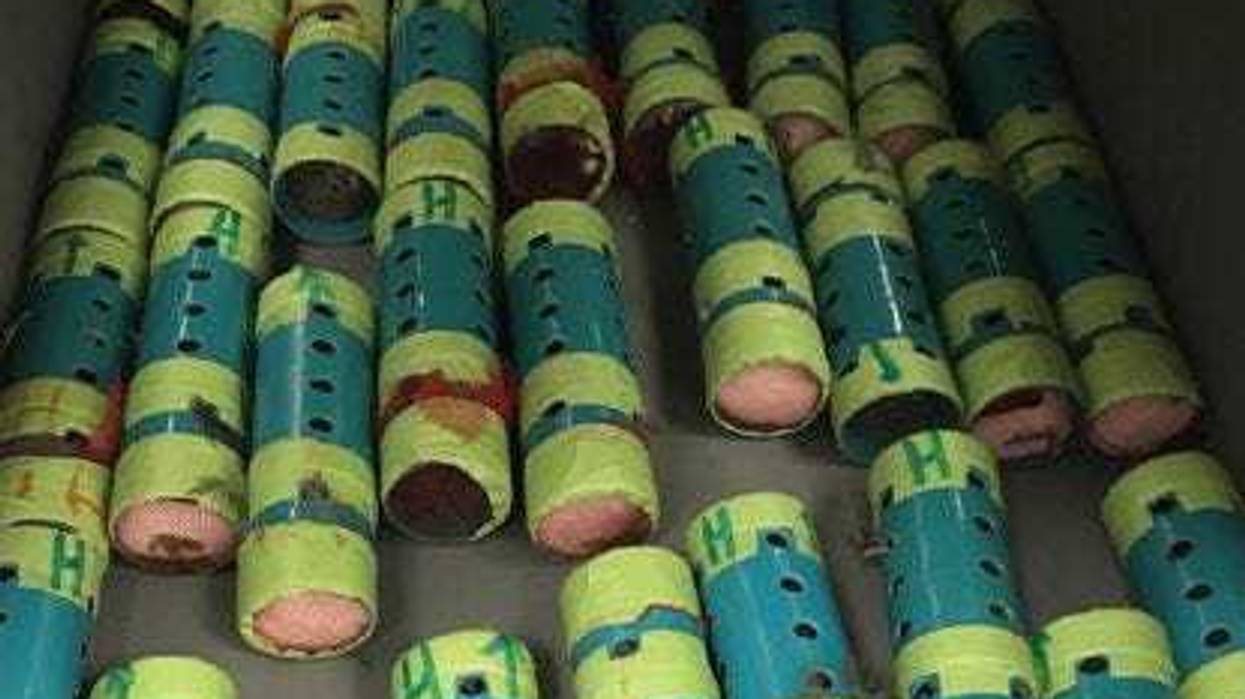 35 finches found at JFK
