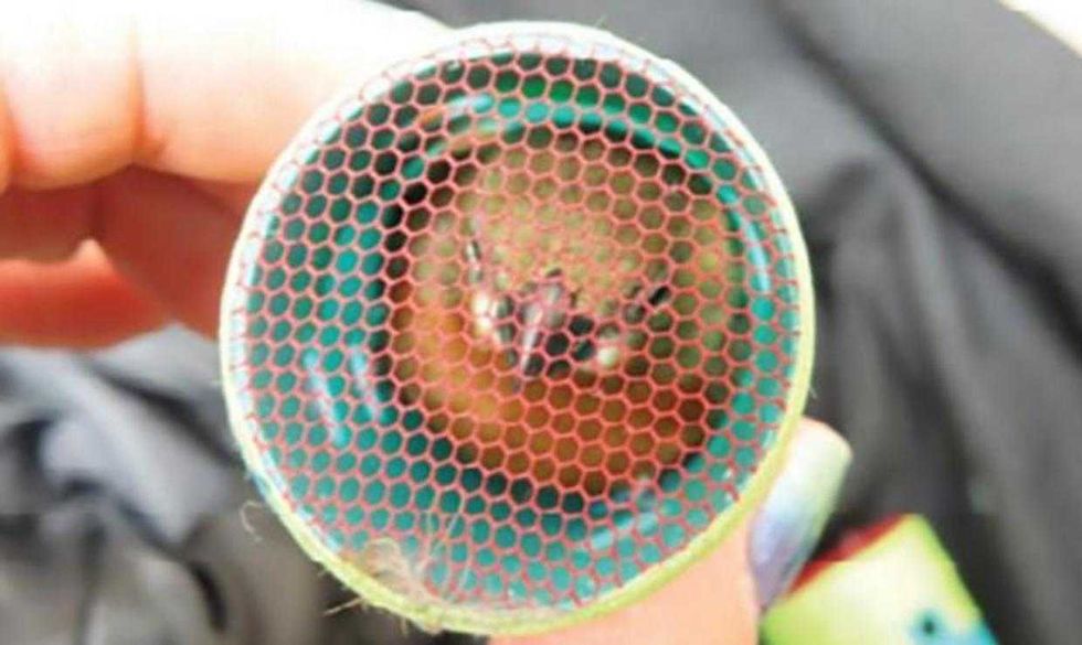 35 finches found at JFK