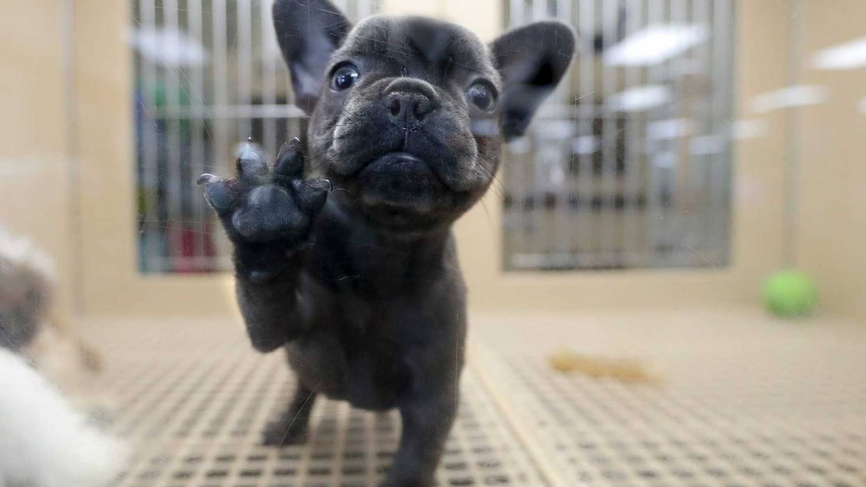 9 Week Old Olde English Bulldog Pup Stolen from Petland-Parma