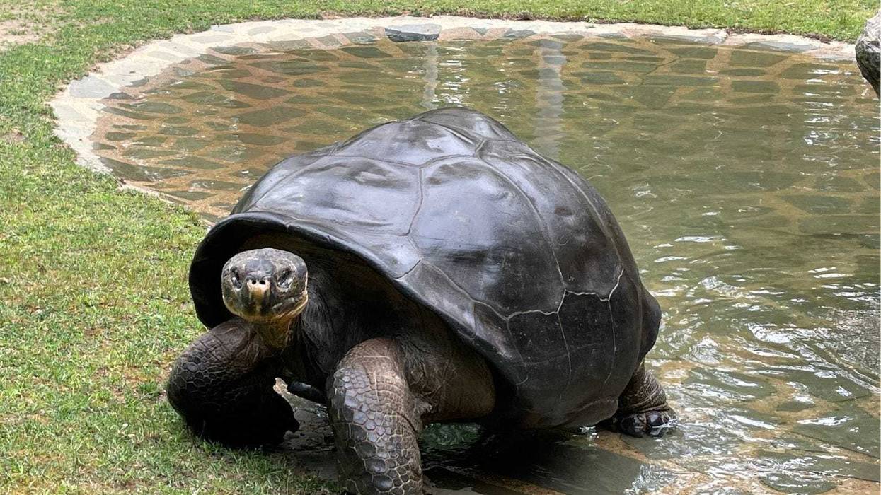 97-year-old, "Mommy", a western Santa Cruz Galápagos tortoise