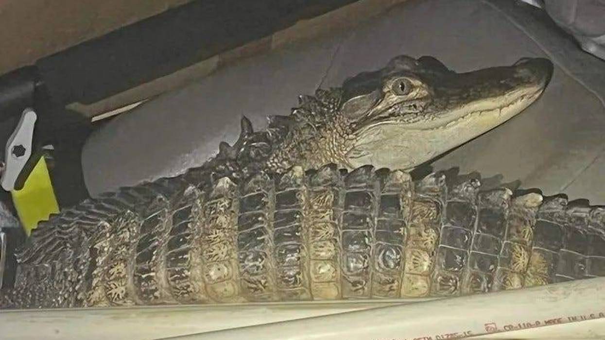 A 39-year-old man is pleading with authorities after a run-in with the law in northern Michigan led to his pet alligator being turned over to an exotic animal rescue.