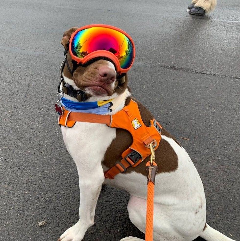 A 4-legged parade fan