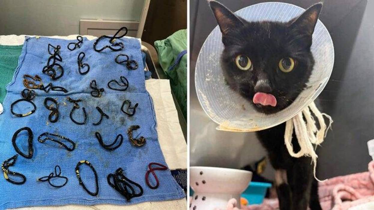 A 6-year-old cat in Sebastian, Florida, narrowly escaped euthanasia last week after swallowing 26 hair ties that created a life-threatening intestinal blockage