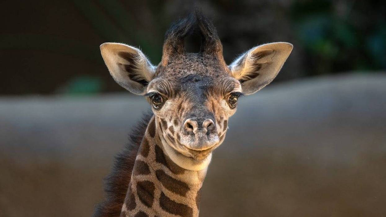 A baby giraffe!
