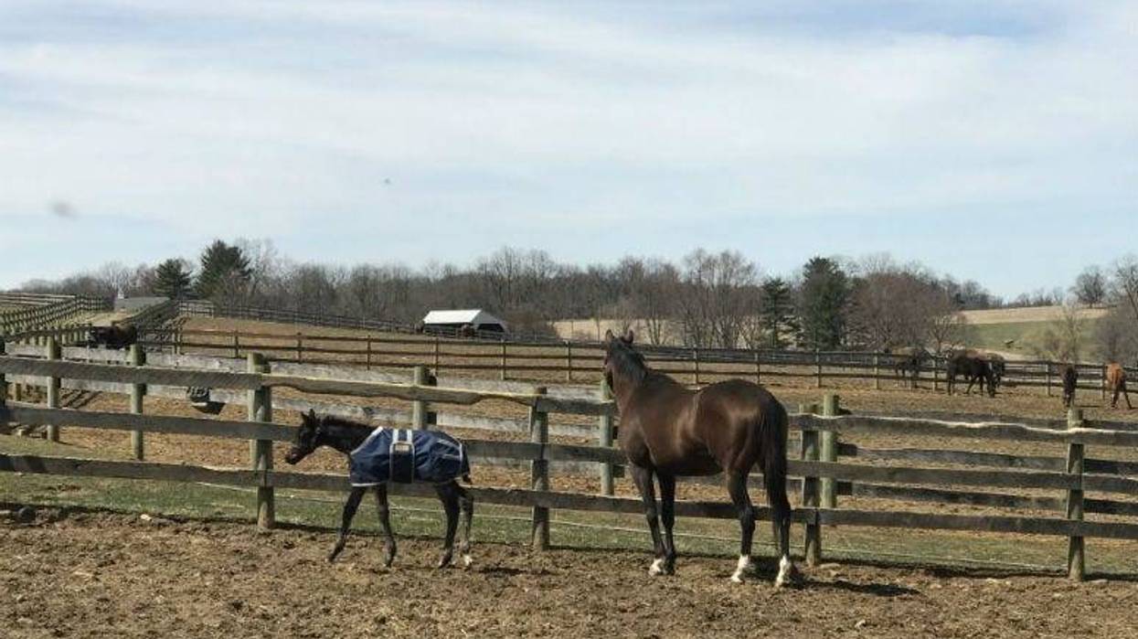 A baby horse born on a Chester County farm earlier this month has a lot of people betting on his bright future.