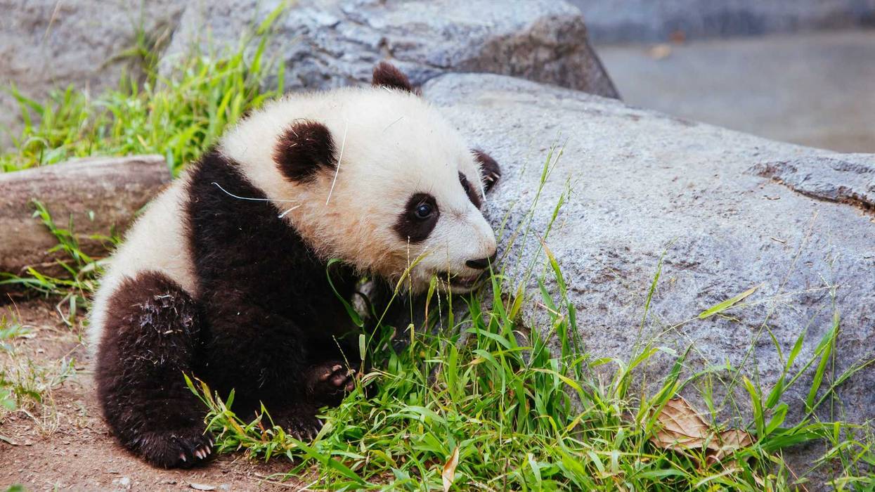 A baby panda walks during the day in San Diego, California, USA