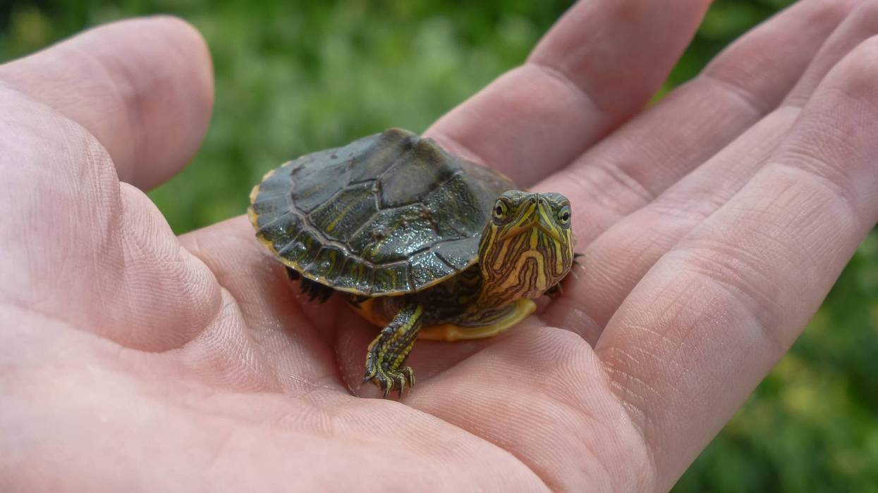A baby turtle sits in the palm of someone's hand.