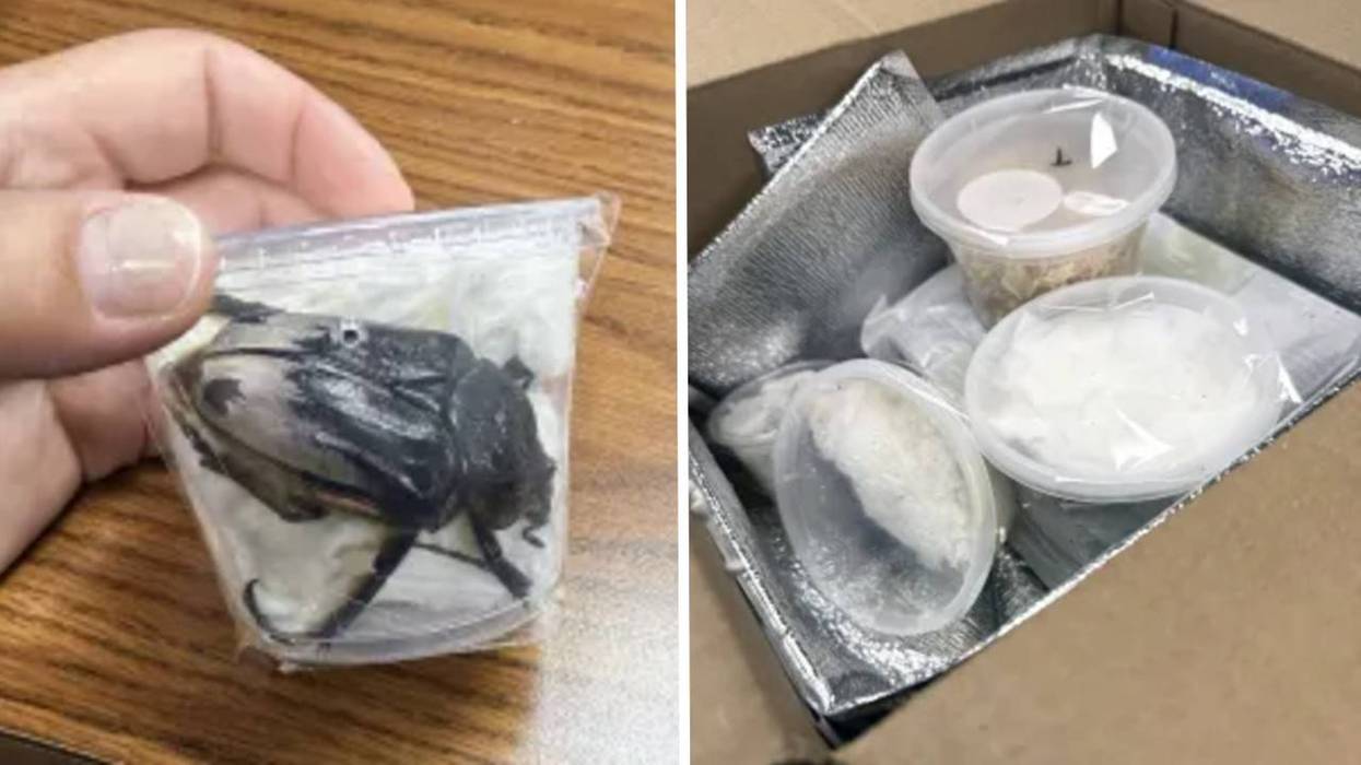 A bagged Chief Goliath beetle and a box that contained three of the beetles, plus parts of dead stag beetles.