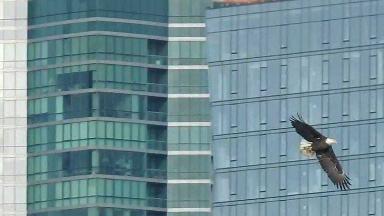 A bald eagle flies through the South Loop
