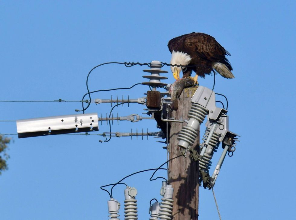 A bald eagle perches atop a PG&E power pole in Milpitas, CA with a fish in its claws, Apr. 2021