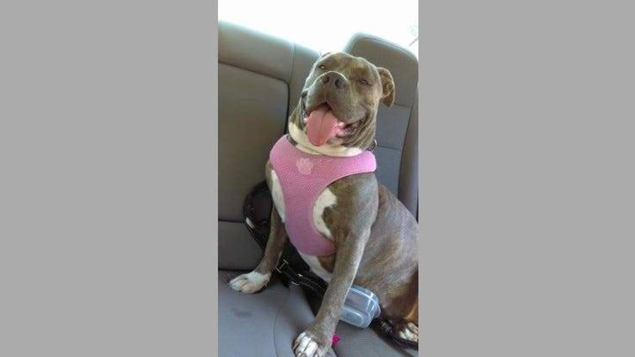 A BART police officer shot Lily, a 4-year-old bulldog, who had allegedly lunged aggressively at the Civic Center station on Aug. 9, 2019.