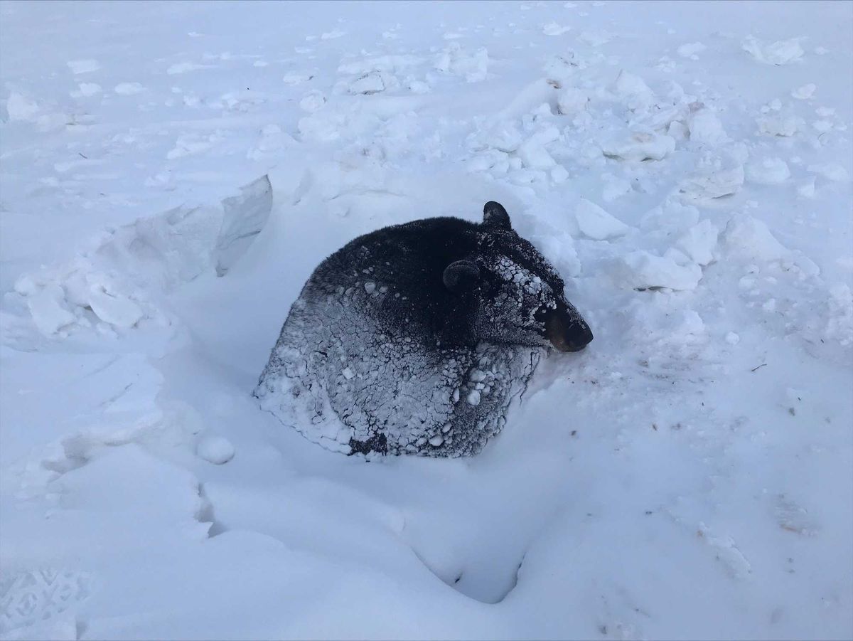 A bear caught in snow and ice after hibernating in a culvert in northwestern Minnesota.