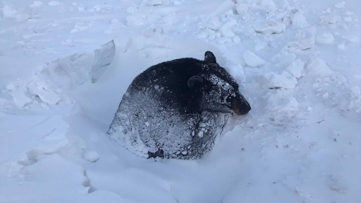 A bear caught in snow and ice after hibernating in a culvert in northwestern Minnesota.