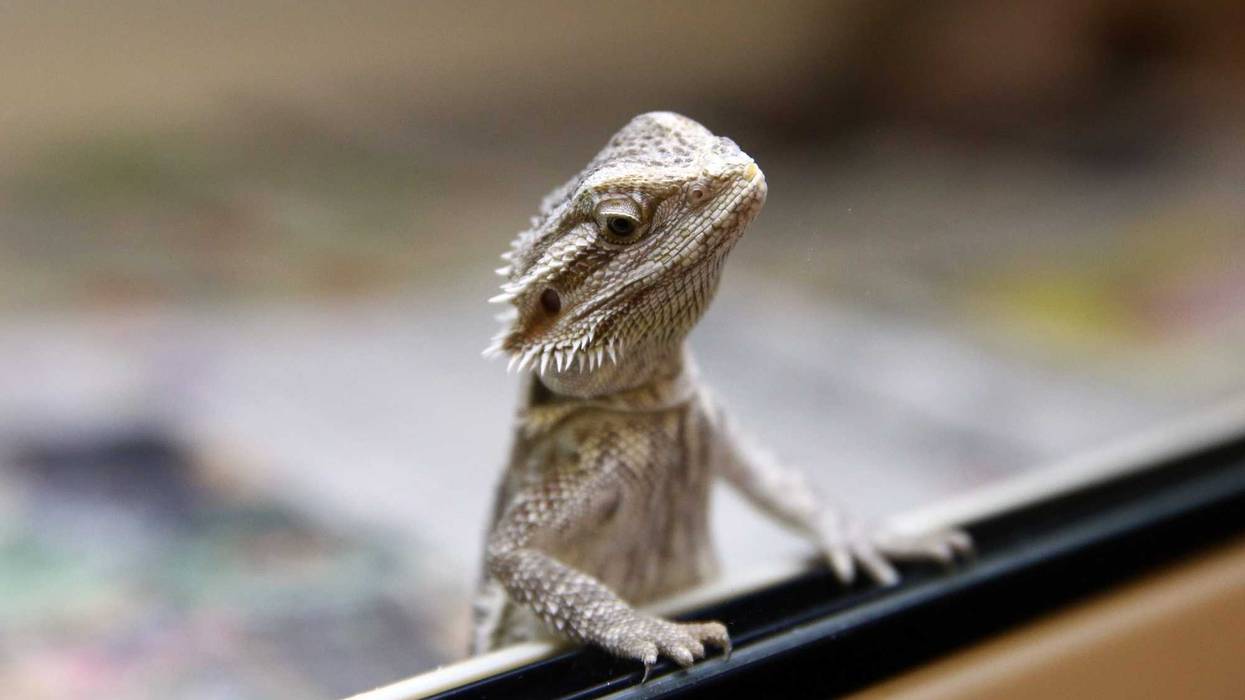 A Bearded Dragon looks out from its tank at the Royal Society for the Prevention of Cruelty to Animals (RSPCA) reptile rescue centre.