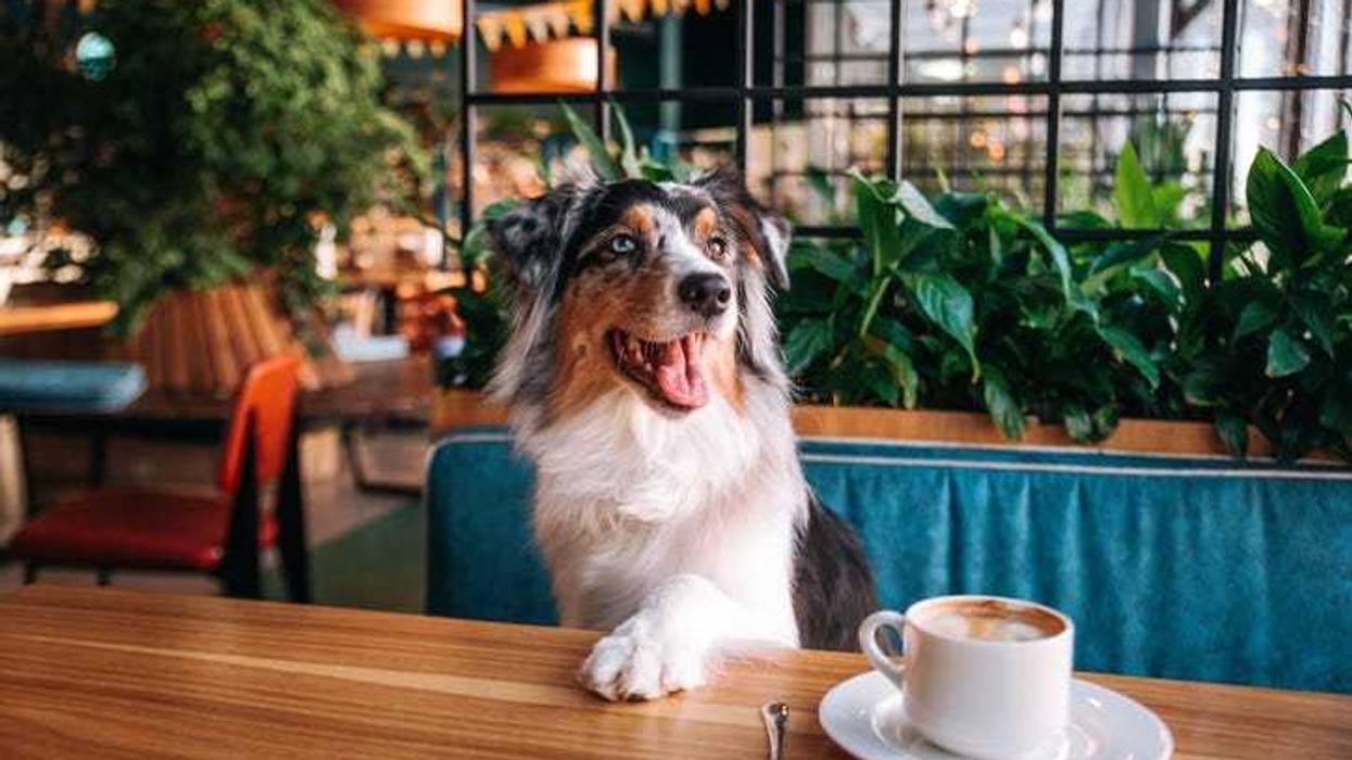 A beautiful Australian Shepherd dog sits in the Dog Friendly cafe. She put her paw on the table, there is a cappuccino nearby