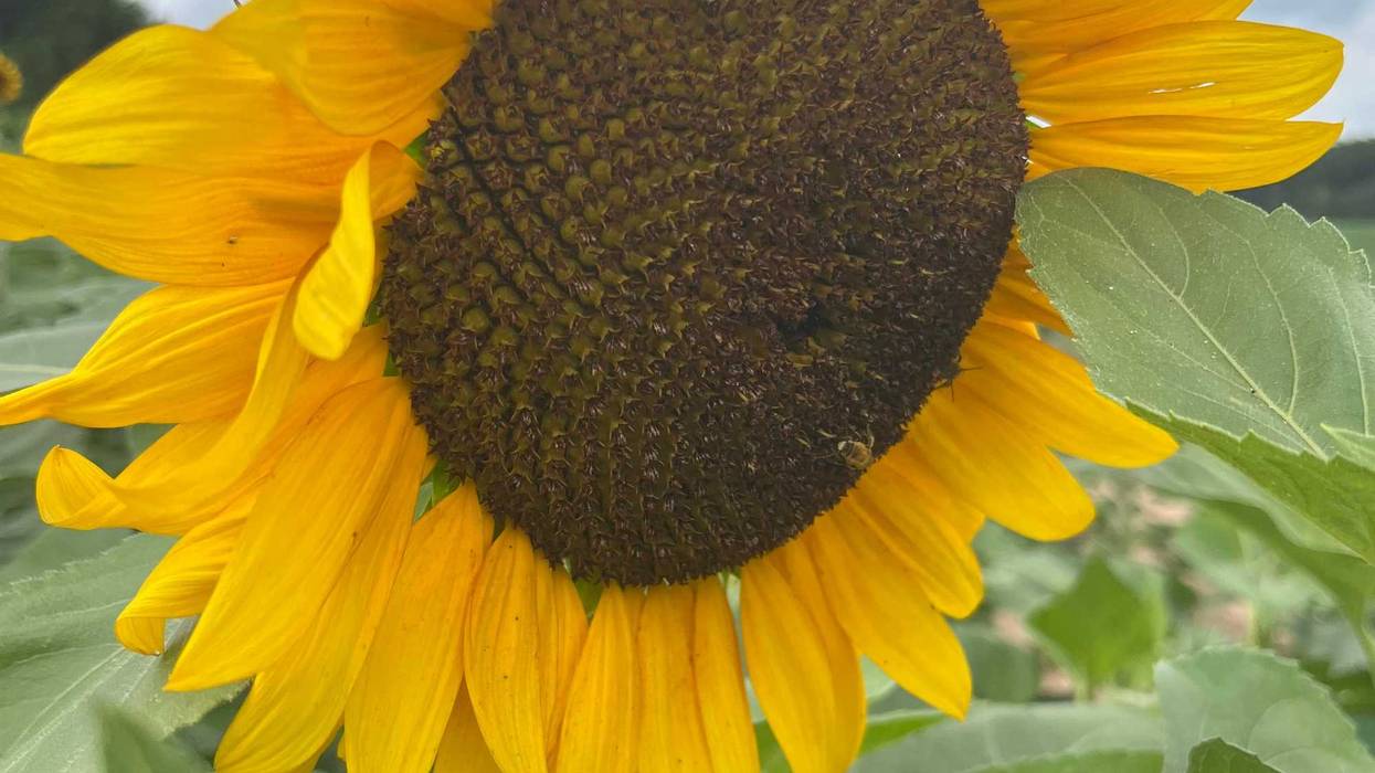 A beautiful sunflower in Sanborn, N.Y. (8-1-22)