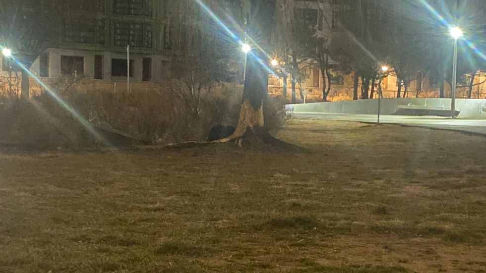 A beaver has been gnawing on willow trees in Penn Treaty Park.