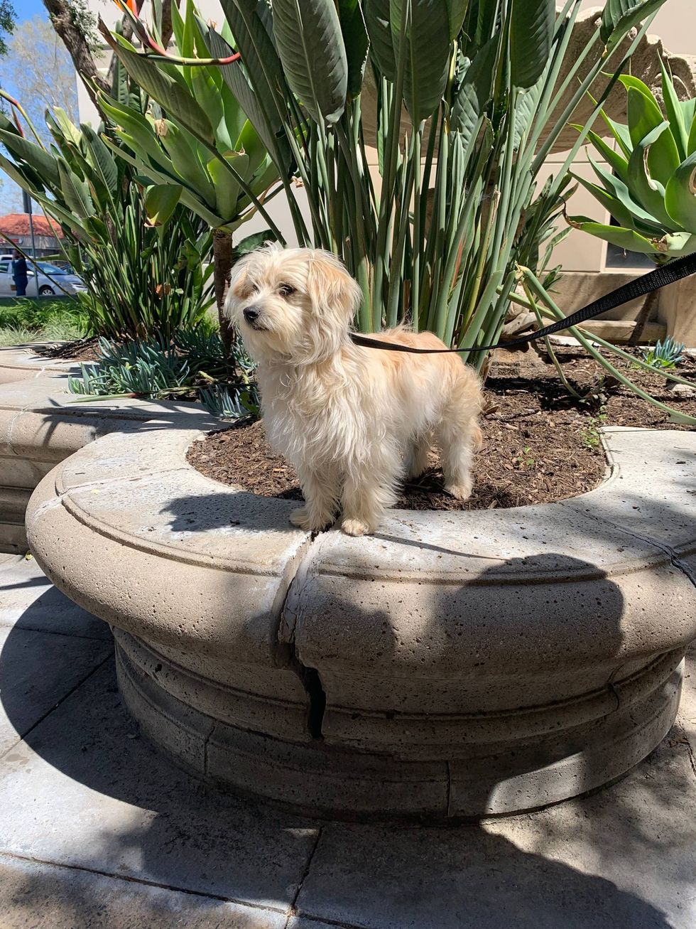 A beige, medium mixed breed cream-colored dog up for adoption through Riverside County Department of Animal Services