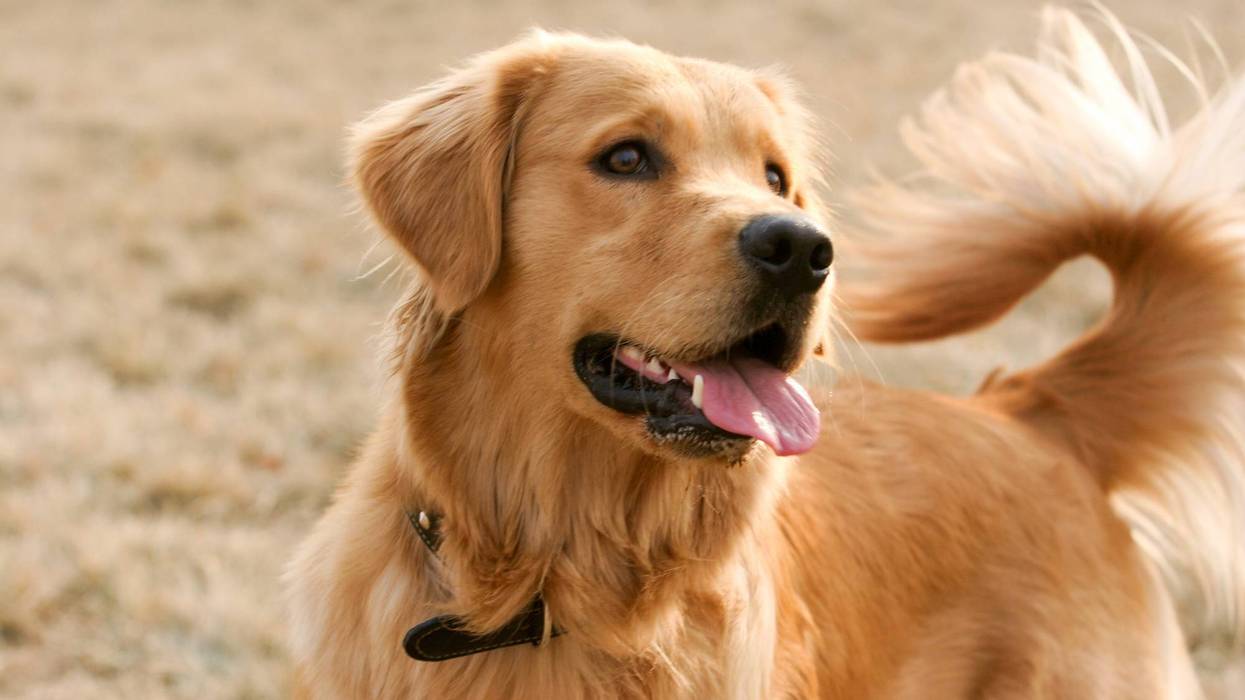 A beloved golden retriever belonging to the Kappa Delta sorority at the University of Michigan had a tearful reunion with her family after the dog was lost for nearly four months.