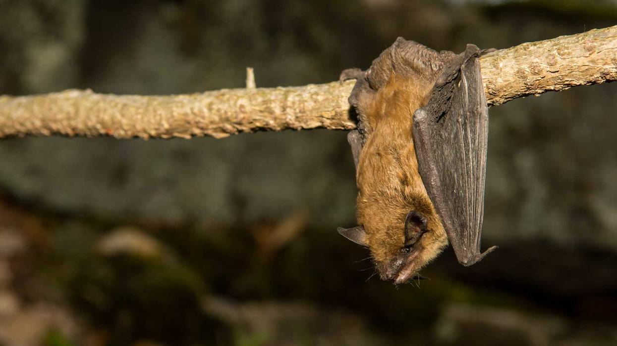 A Big Brown Bat, one of the species that was linked to rabies deaths in the U.S. during 2021.