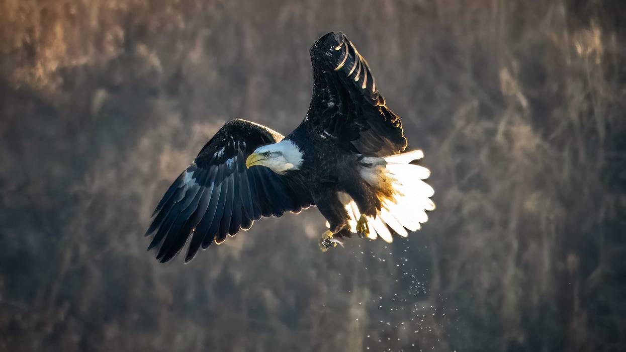 A bipartisan bill that would recognize the bald eagle as the national bird is heading to President Joe Biden's desk.