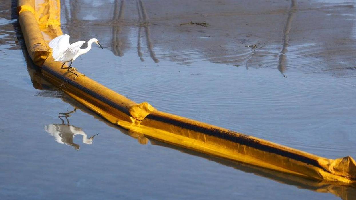 A bird balances on a boom intended to contain oil from seeping into the Talbert Marsh, home to around 90 bird species, after a 126,000-gallon oil spill from an offshore oil platform on October 3, 2021.