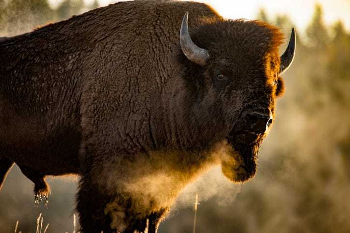 A bison at Yellowstone National Park.
