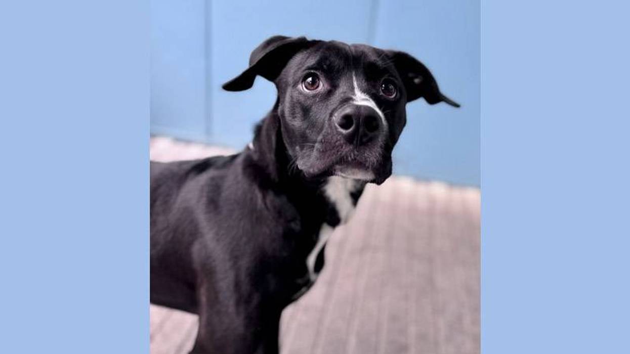 A black and white dog with wide, worried eyes and floppy ears against a blue wall.