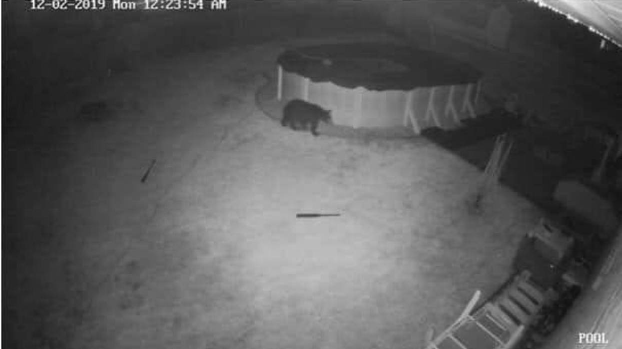 A black bear was spotted via surveillance footage from Springfield resident Joe DePaul.