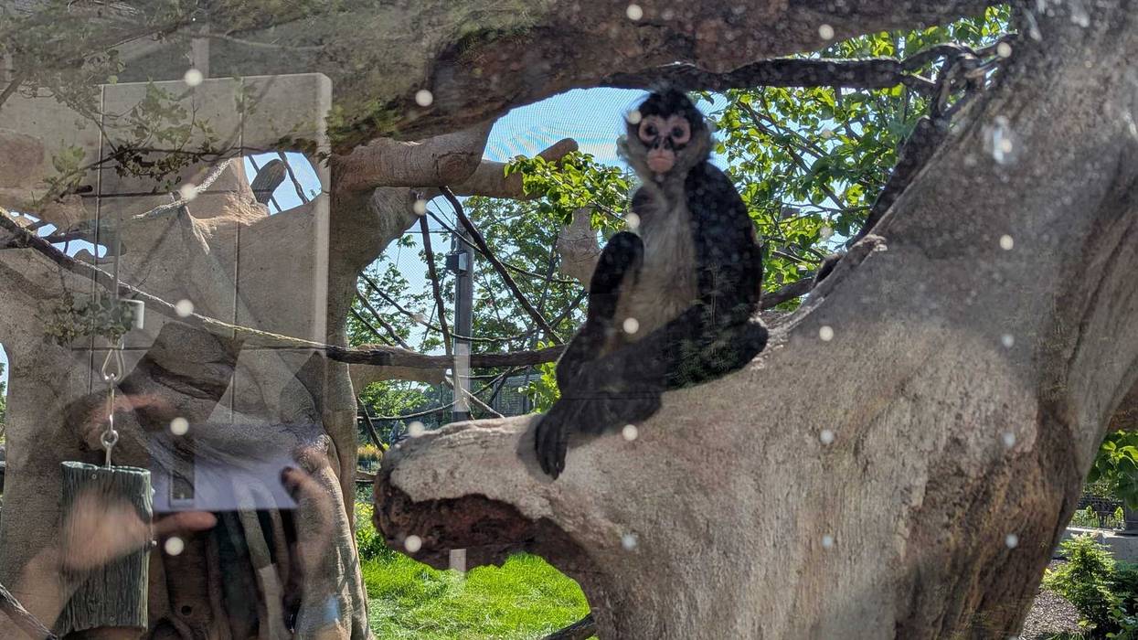 A black-handed spider monkey enjoys the Brookfield Zoo's new habitat
