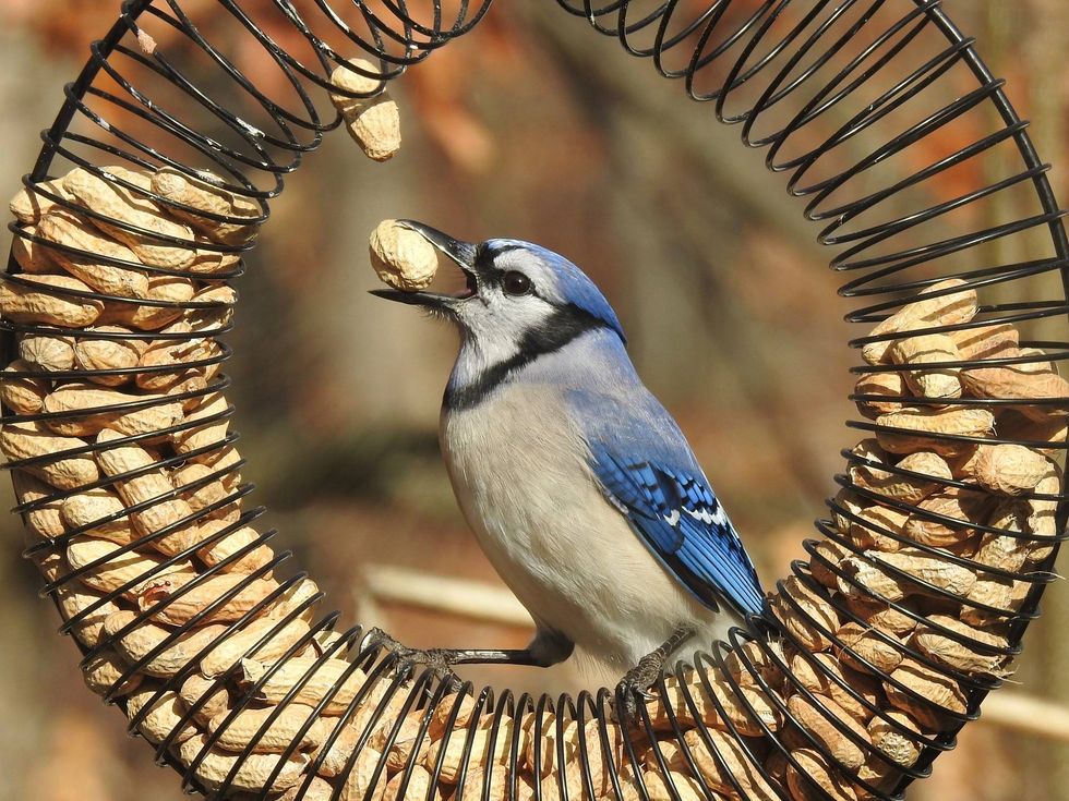 New bird disease confounds experts, who discourage bird feeders for now
