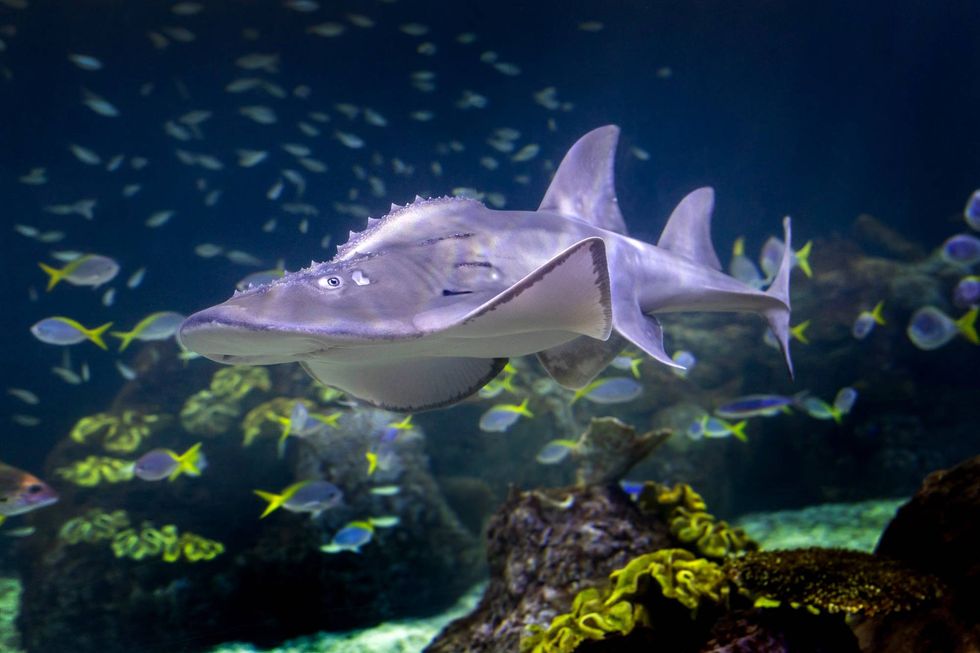 A bowmouth guitarfish uses its spotted, grayish-brown body to camouflage in sandy, muddy environments near the ocean floor. Three guitarfish pups moved into the Shedd