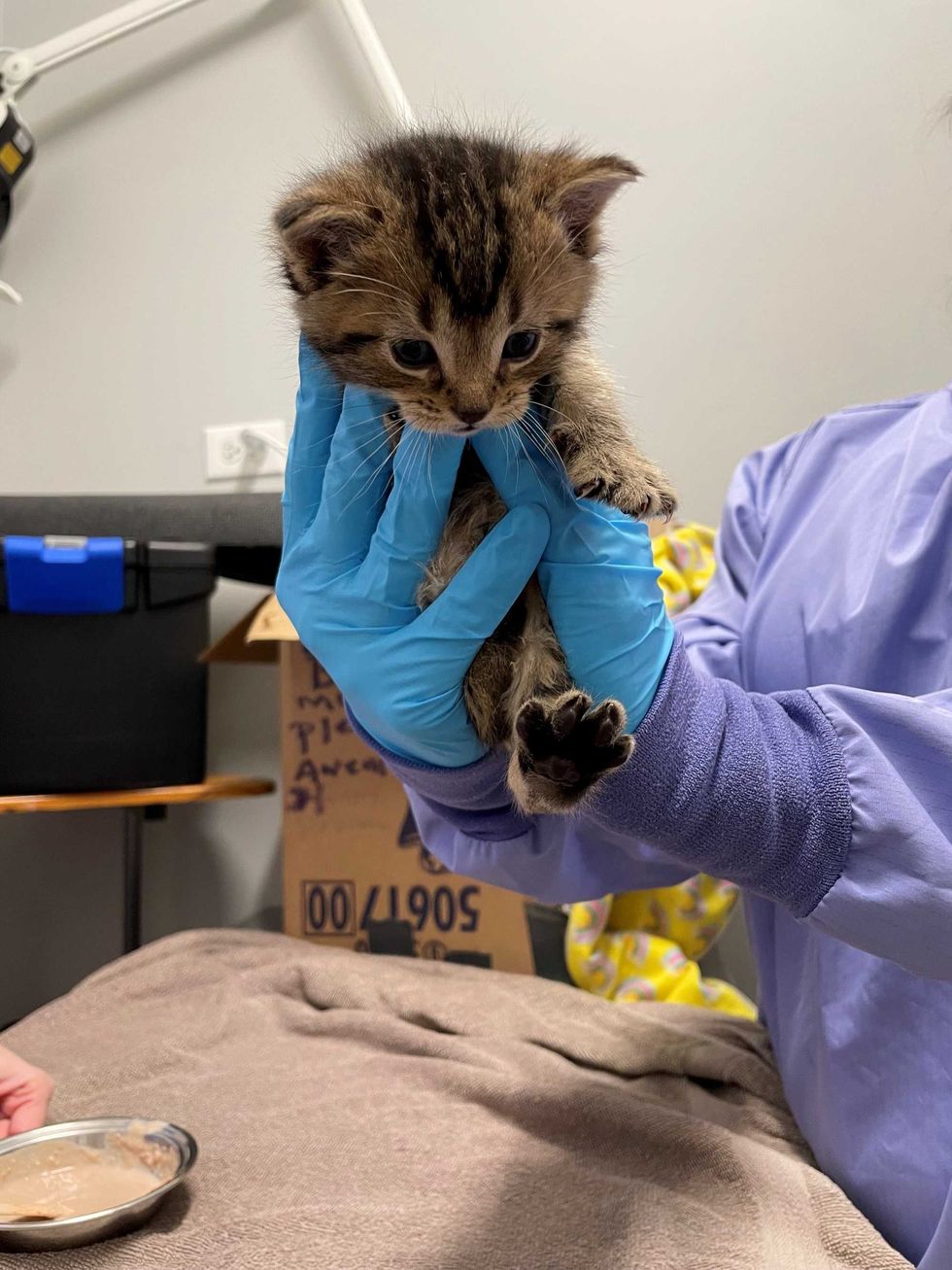 A box of seven abandoned kittens were left Monday at PAWS Chicago Medical Center, according to a shelter spokesperson.