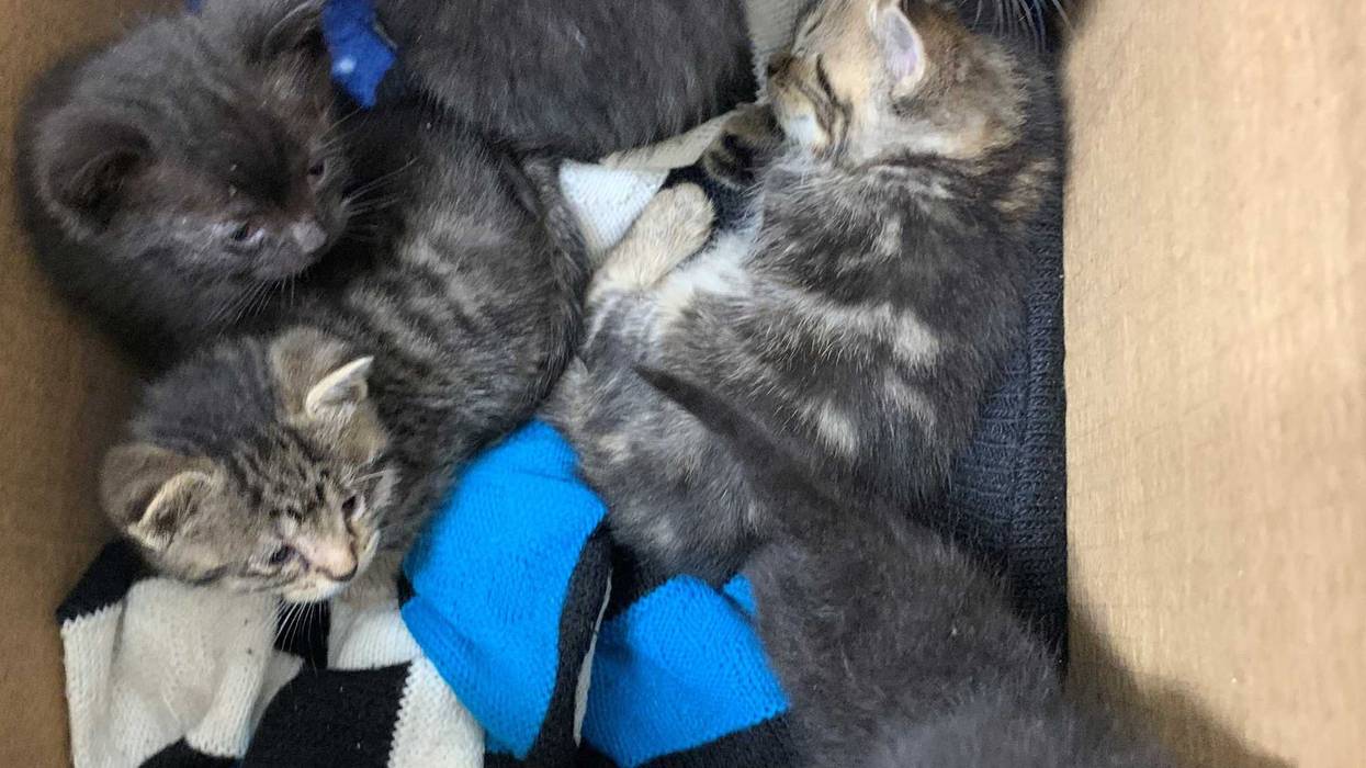 A box of seven abandoned kittens were left Monday at PAWS Chicago Medical Center, according to a shelter spokesperson.