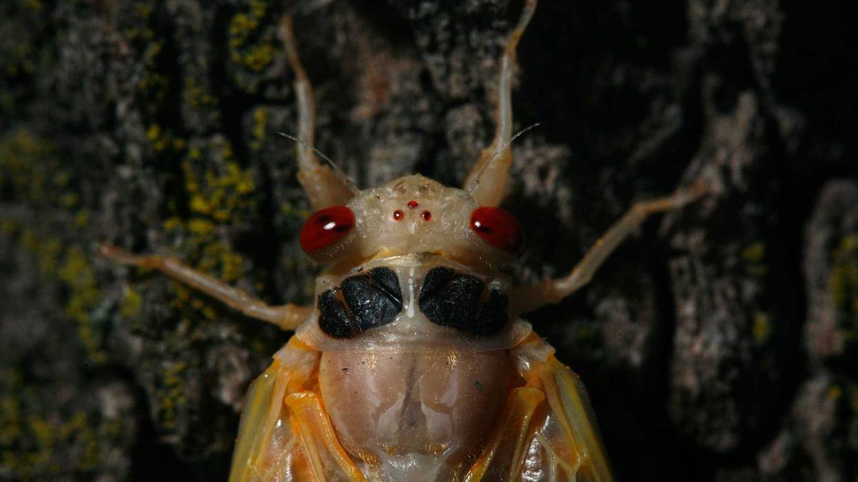 A Brood XIII cicada waits for its wings and new exoskeleton to dry and harden after climbing and molting on a tree in a front yard in Homewood in 2007. Brood XIII cicadas are returning to Illinois this summer for the first time since 2007.